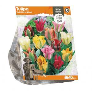 Baltus Tulipa Viridiflora Mixed tulpen bloembollen per 10 stuks